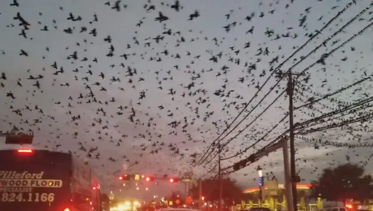 Zdjęcie Wszystkie ptaki w filmie Ptaki Hitchcocka - poznaj gatunki atakujących ptaków