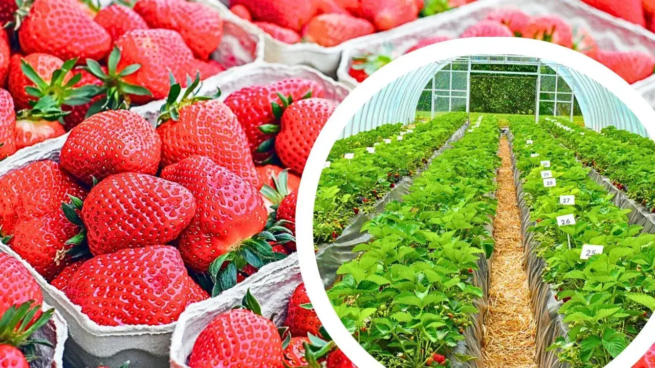 Zdjęcie Sezon na truskawki kiedy się zaczyna - poznaj najlepsze daty i smaki