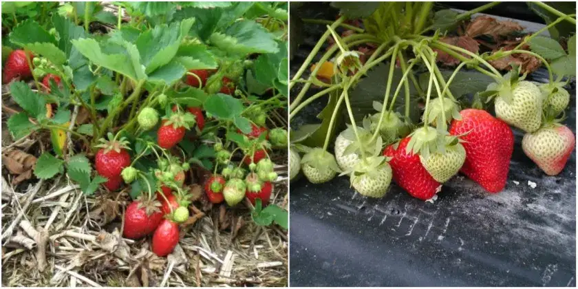 Zdjęcie W czym sadzić truskawki? Najlepsze pojemniki i metody uprawy