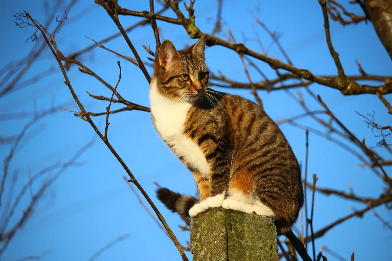 Zdjęcie Por qu&eacute; dicen que los gatos tienen siete vidas y su fascinante origen