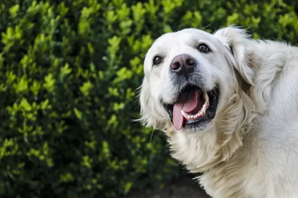 Zdjęcie Ile karmy dla szczeniaka golden retriever - uniknij błędów w dawkowaniu