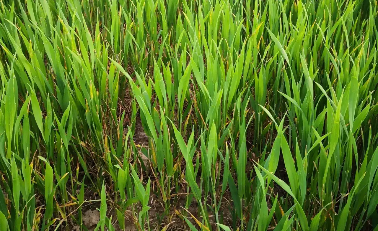 Zdjęcie Następstwo roślin po pszenżycie: Jak wybrać optymalną uprawę?