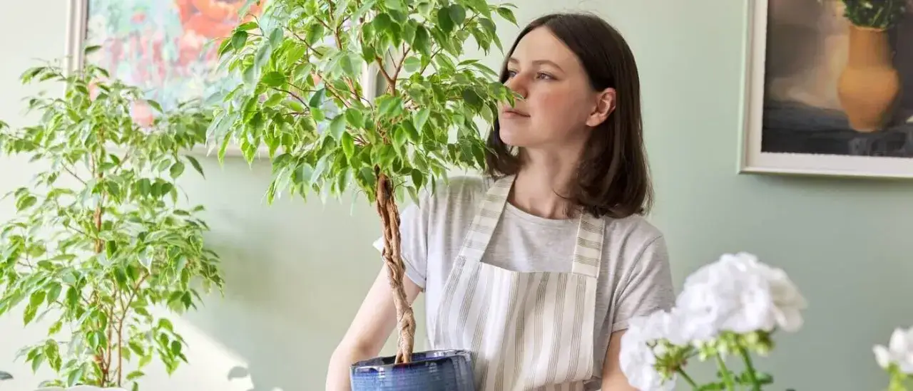 Zdjęcie Jaki nawóz do fikusa benjamina? Odkryj najlepsze opcje i porady