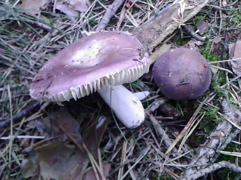 Zdjęcie Jak rozpoznać gołąbka fioletowego i bezpiecznie go zbierać w lesie