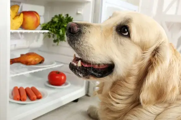 Zdjęcie Jakie mięso dla psa alergika: uniknij reakcji alergicznych