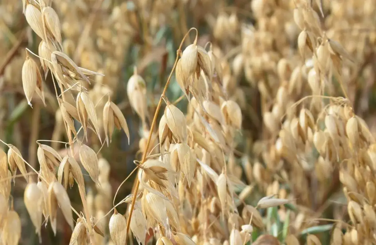 Zdjęcie Ile ton owsa z hektara? Dowiedz się o wydajności uprawy