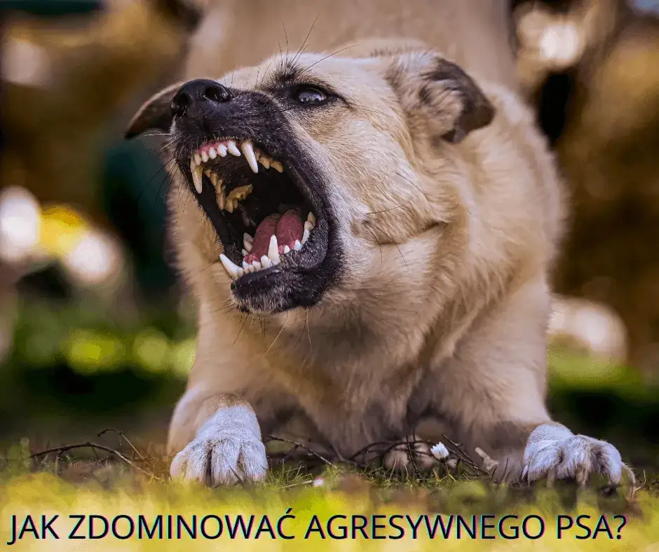 Zdjęcie Jak wytresować psa żeby nie gryzł i uniknąć problemów z agresją