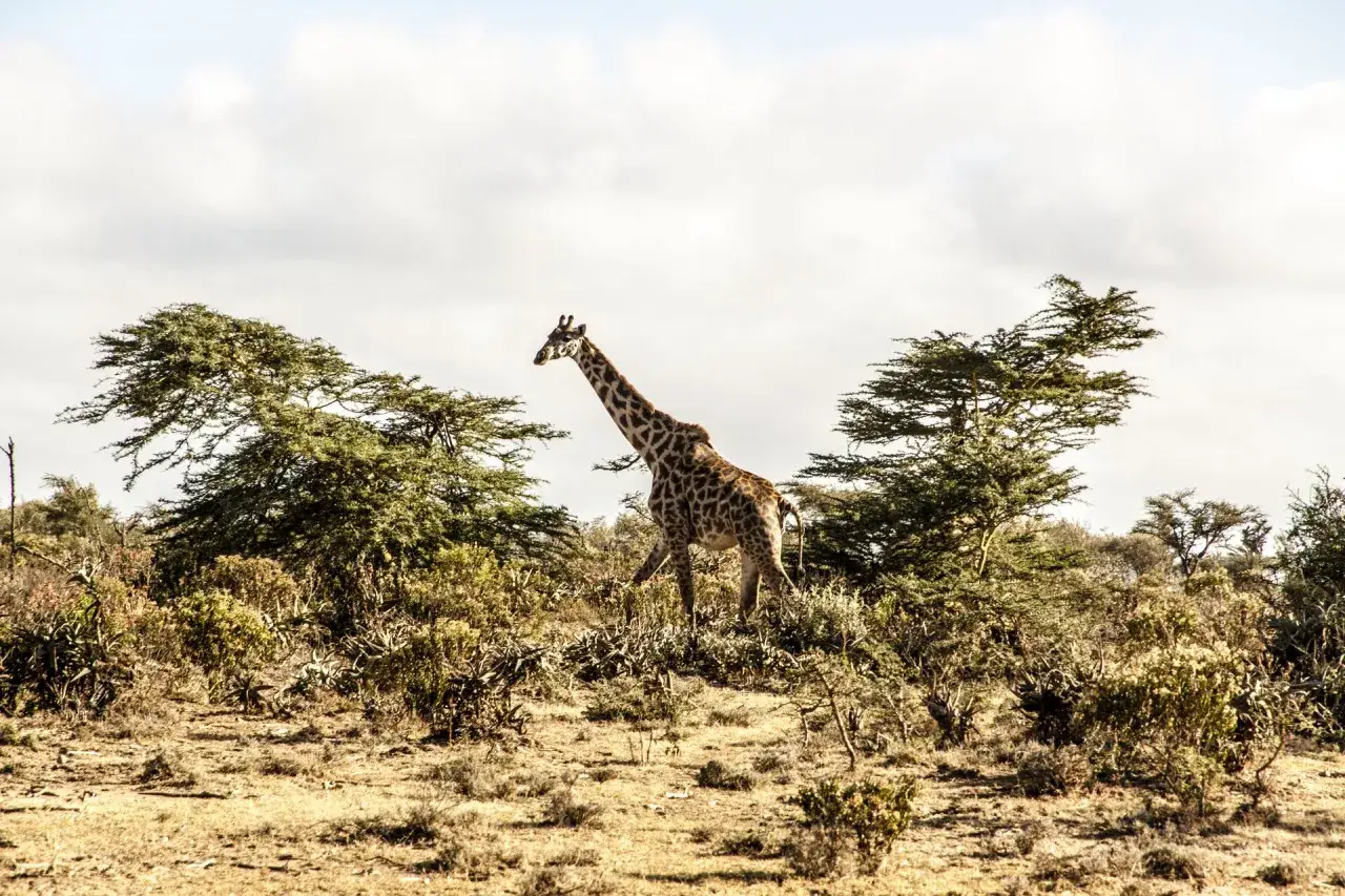 Zdjęcie Co to jest szata roślinna i dlaczego jest kluczowa dla ekosystemu?