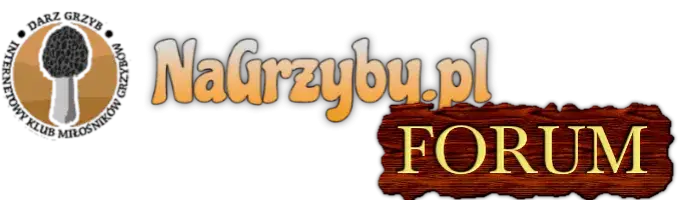 Zdjęcie Forum grzybiarskie - poznaj największą społeczność pasjonatów grzybobrania