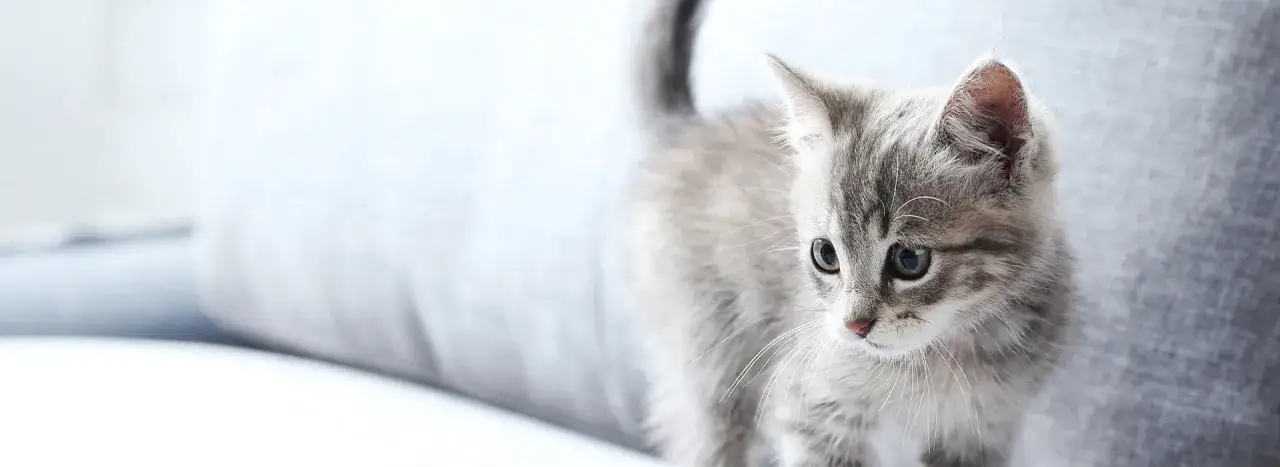 Zdjęcie Jak wygląda mały kotek? Odkryj jego urocze cechy i zachowania