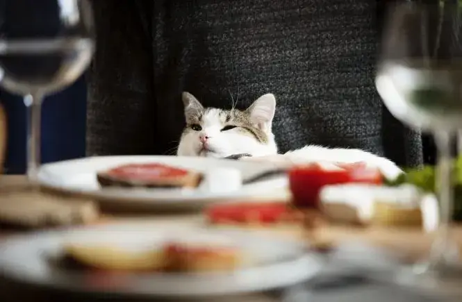 Zdjęcie Czy koty mogą jeść parówki - zagrożenia i bezpieczne zamienniki dla pupila