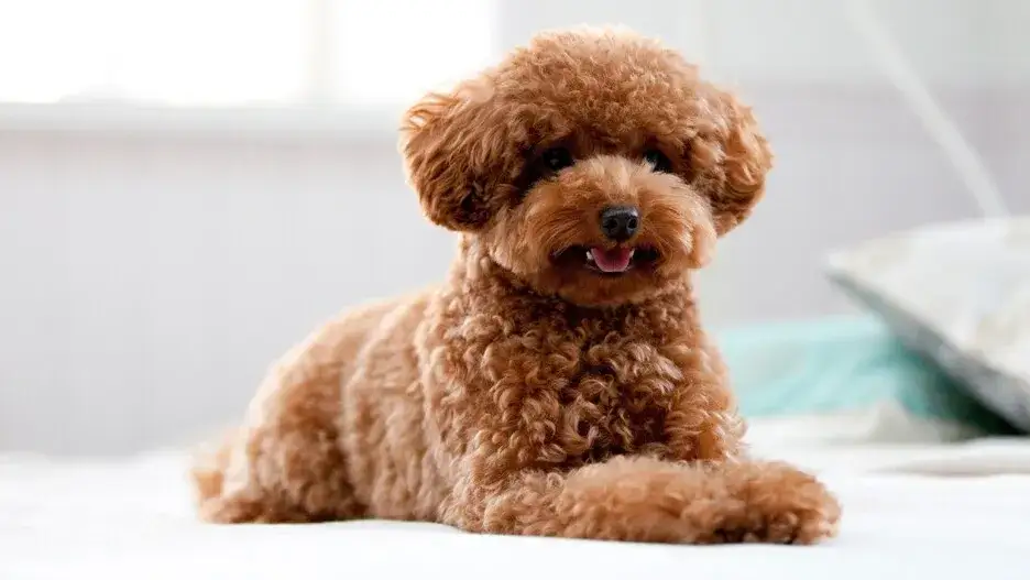 Zdjęcie Jak rozpocząć własną hodowlę pudli średnich: najważniejsze wymagania