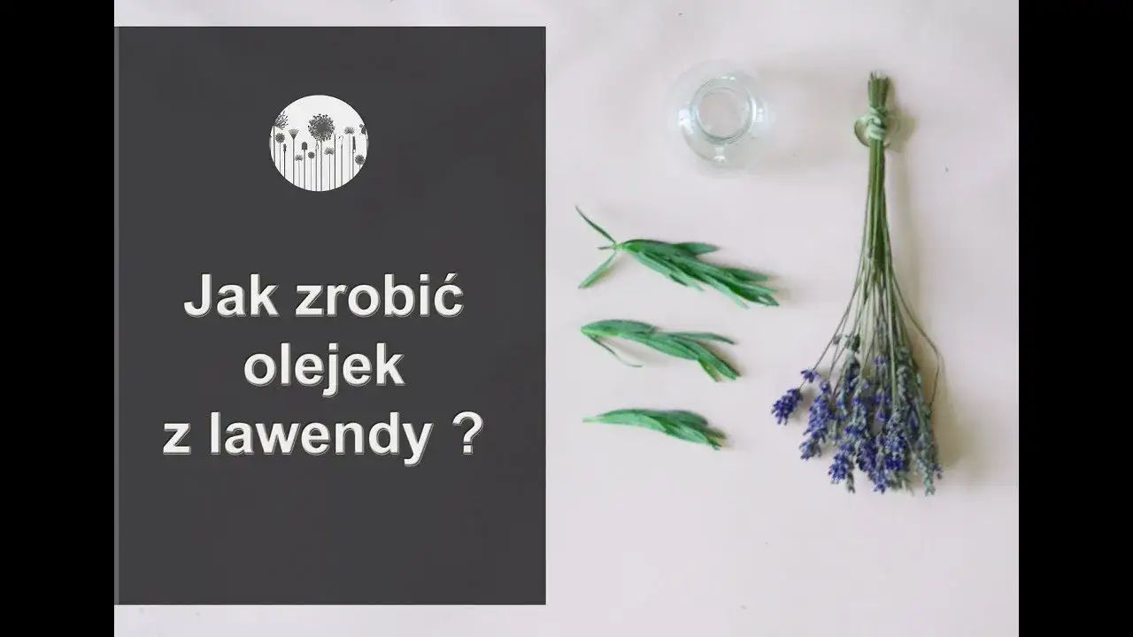 Zdjęcie Jak zrobić olejek lawendowy w domu i uniknąć błędów przy jego przygotowaniu