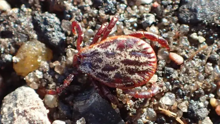 Zdjęcie Jakiej wielkości jest kleszcz? Poznaj zaskakujące rozmiary tych pajęczaków