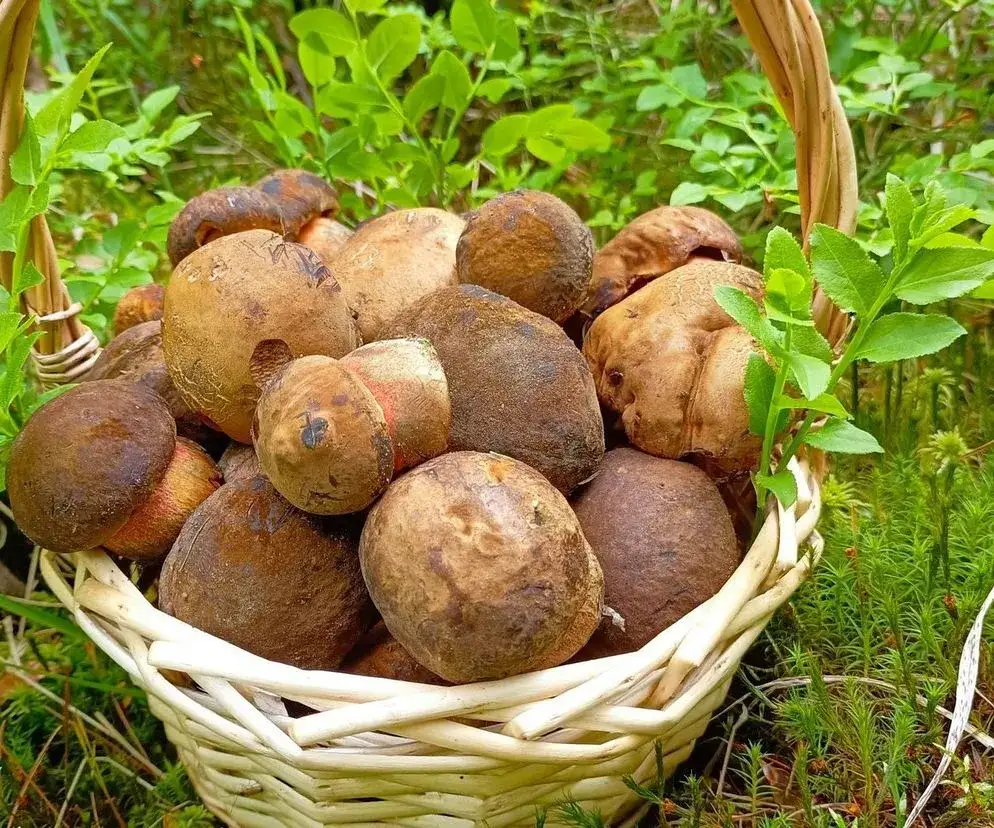 Zdjęcie Czy są grzyby świętokrzyskie? Sprawdź, co rośnie w lasach teraz