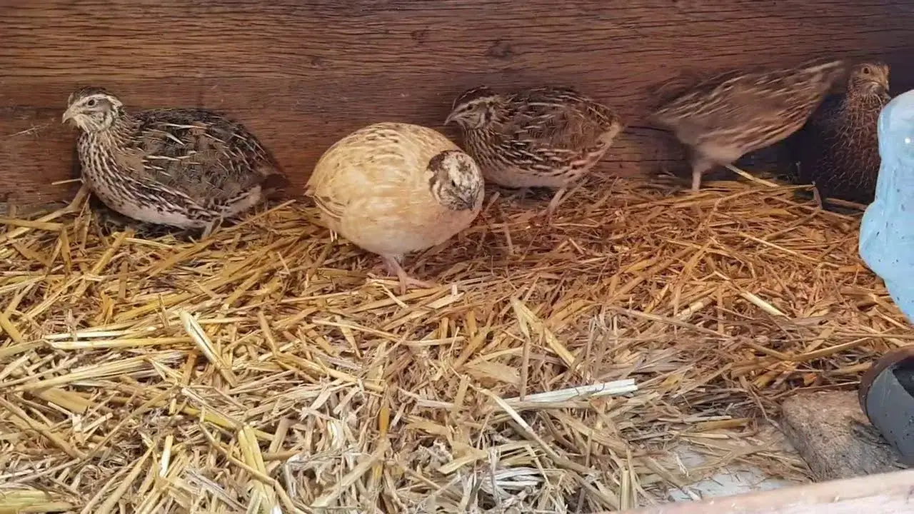 Zdjęcie Czym się żywi przepiórka? Odkryj dietę tych ptaków w hodowli i naturze