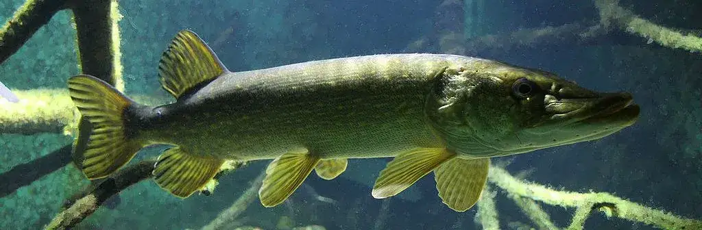 Zdjęcie Jaką przynętę na szczupaka wybrać, by nie wrócić z pustymi rękami?