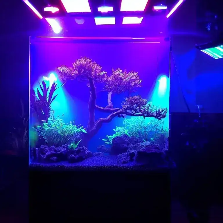Zdjęcie Jak wybrać idealne oświetlenie do akwarium 112l dla zdrowych roślin i ryb