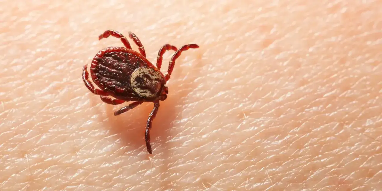 Zdjęcie Kleszcz – kiedy do lekarza? Objawy, które mogą zagrażać zdrowiu