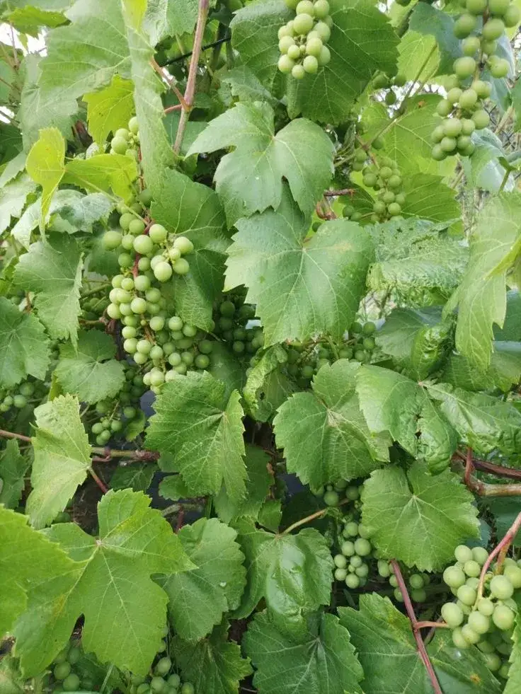 Zdjęcie Kiedy sezon na winogrona? Poznaj najlepszy czas na zbiory