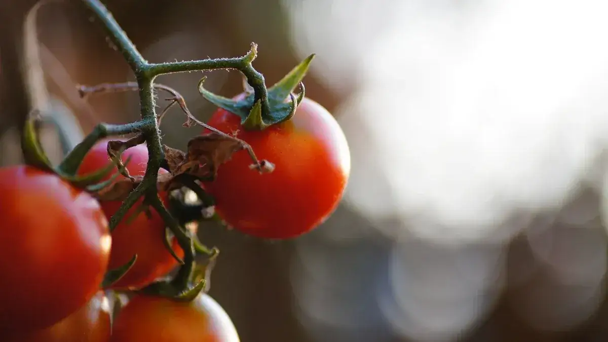 Zdjęcie Cuándo se planta los tomates: evita errores comunes y logra éxito