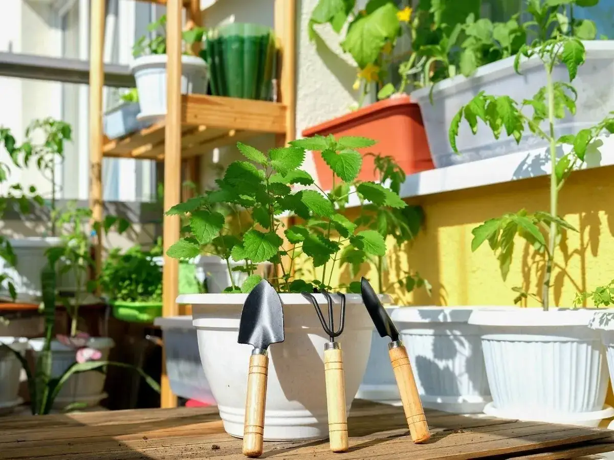 Zdjęcie Jak zasadzić miętę w doniczce i uniknąć najczęstszych błędów