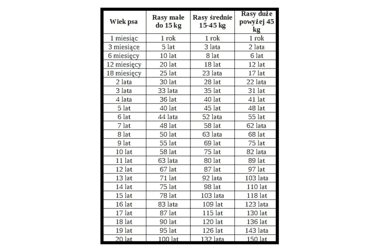 Zdjęcie Jak prawidłowo liczyć wiek szczeniaka w dniach i miesiącach - kompletny poradnik