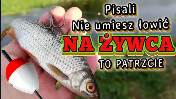 Zdjęcie Jak dobrać spławik na żywca ile gram by zwiększyć skuteczność?