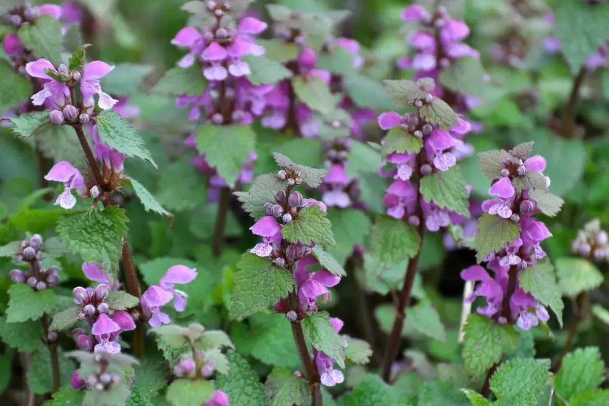 Zdjęcie Chwast z fioletowymi kwiatami - jak je rozpoznać i zwalczać?