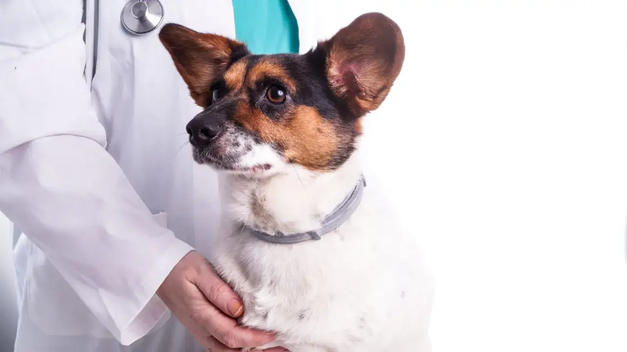 Zdjęcie Ile pyralginy dla psa: bezpieczne dawkowanie i skutki uboczne