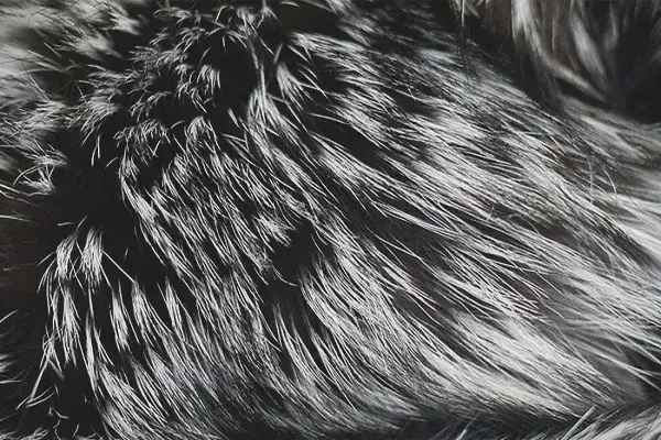 Zdjęcie Jak skutecznie wyczyścić czapkę z lisa bez uszkodzenia futra – proste porady