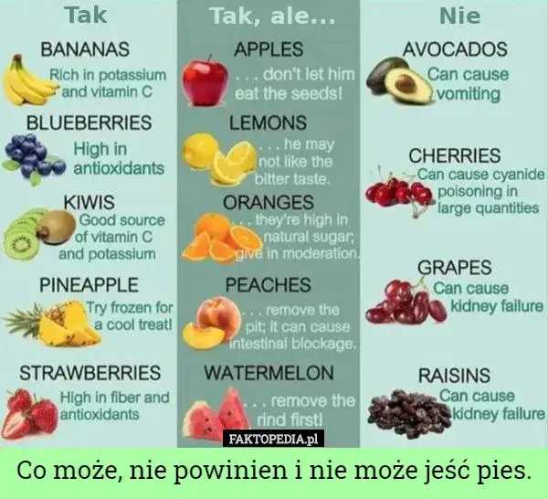 Zdjęcie Jakie owoce może jeść pies: lista bezpiecznych i szkodliwych produktów