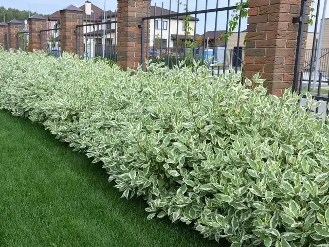 Zdjęcie Najlepsze rośliny zamiast tuji. Idealne na żywopłot bez większych kosztów