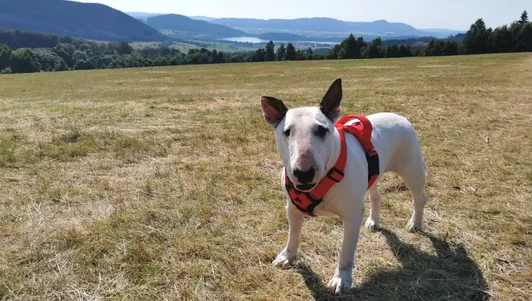 Zdjęcie Szelki czy obroża - co wybrać, aby zapewnić psu bezpieczeństwo?