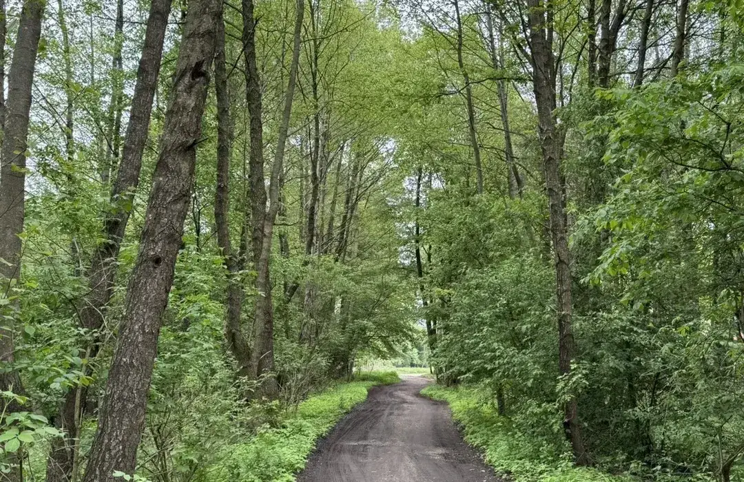 Zdjęcie Lasy Kozłowieckie trasy rowerowe – najpiękniejsze szlaki i atrakcje