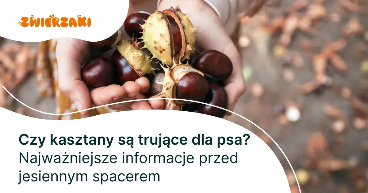 Zdjęcie Czy pies może jeść kasztany? Sprawdź, co może mu zaszkodzić