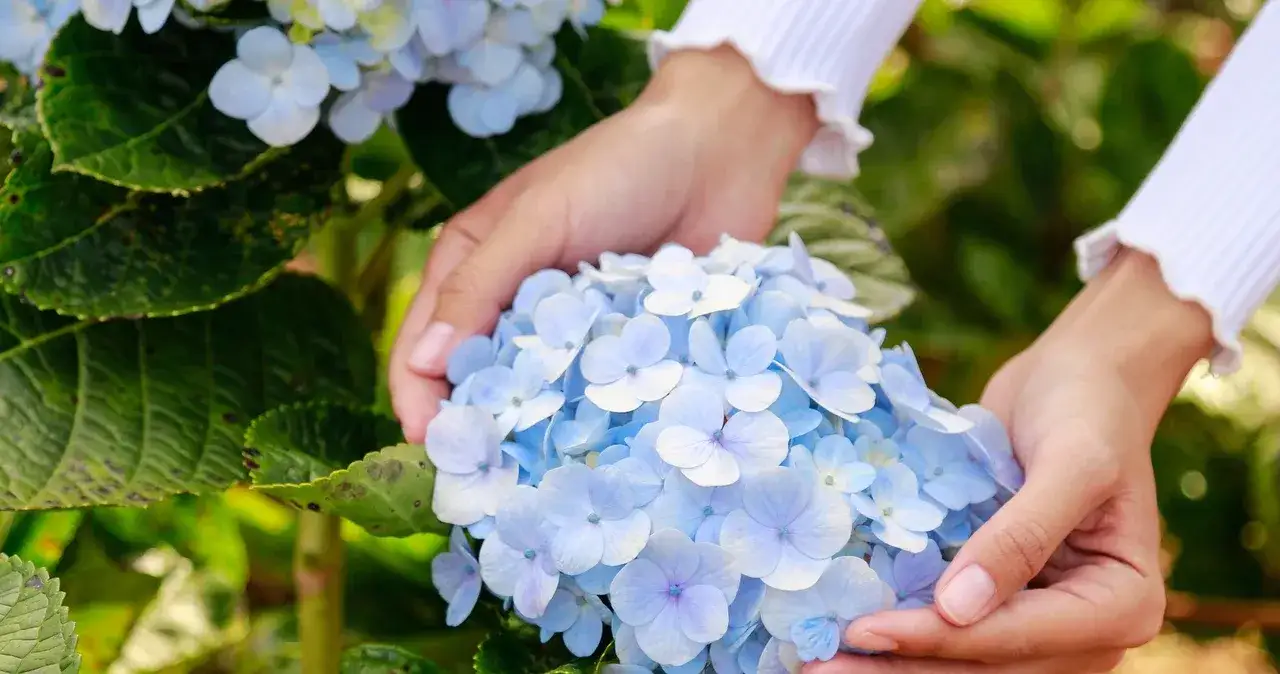 Zdjęcie Domowy nawóz do hortensji: 5 prostych przepisów na bujne kwiaty