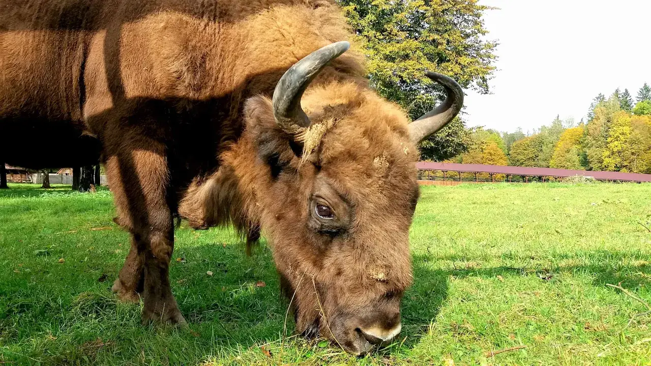 Zdjęcie Białowieża atrakcje turystyczne, które zaskoczą każdego turystę