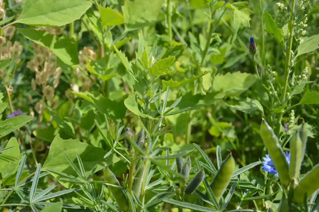 Zdjęcie Jak skutecznie zwalczyć rdest chwast i chronić swoje uprawy