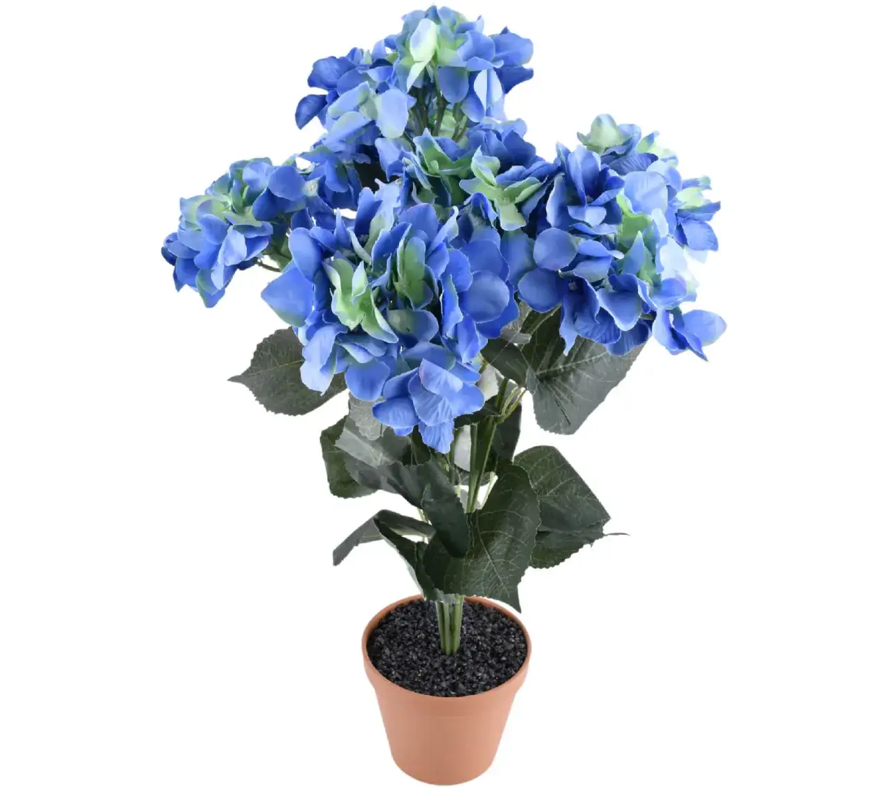 Zdjęcie Gdzie kupić hortensję w doniczce - najlepsze oferty i porady