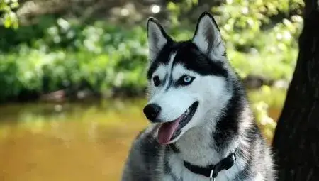Zdjęcie Jak długo żyją husky? Wszystko o długości życia i opiece nad tymi psami