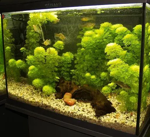 Zdjęcie Co można trzymać w akwarium oprócz rybek? Odkryj alternatywy!