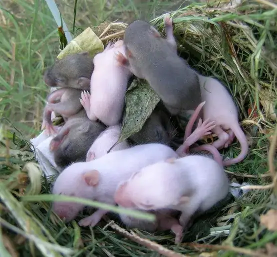 Zdjęcie Jak rozmnażają się myszy polne - zaskakujące fakty o ich życiu