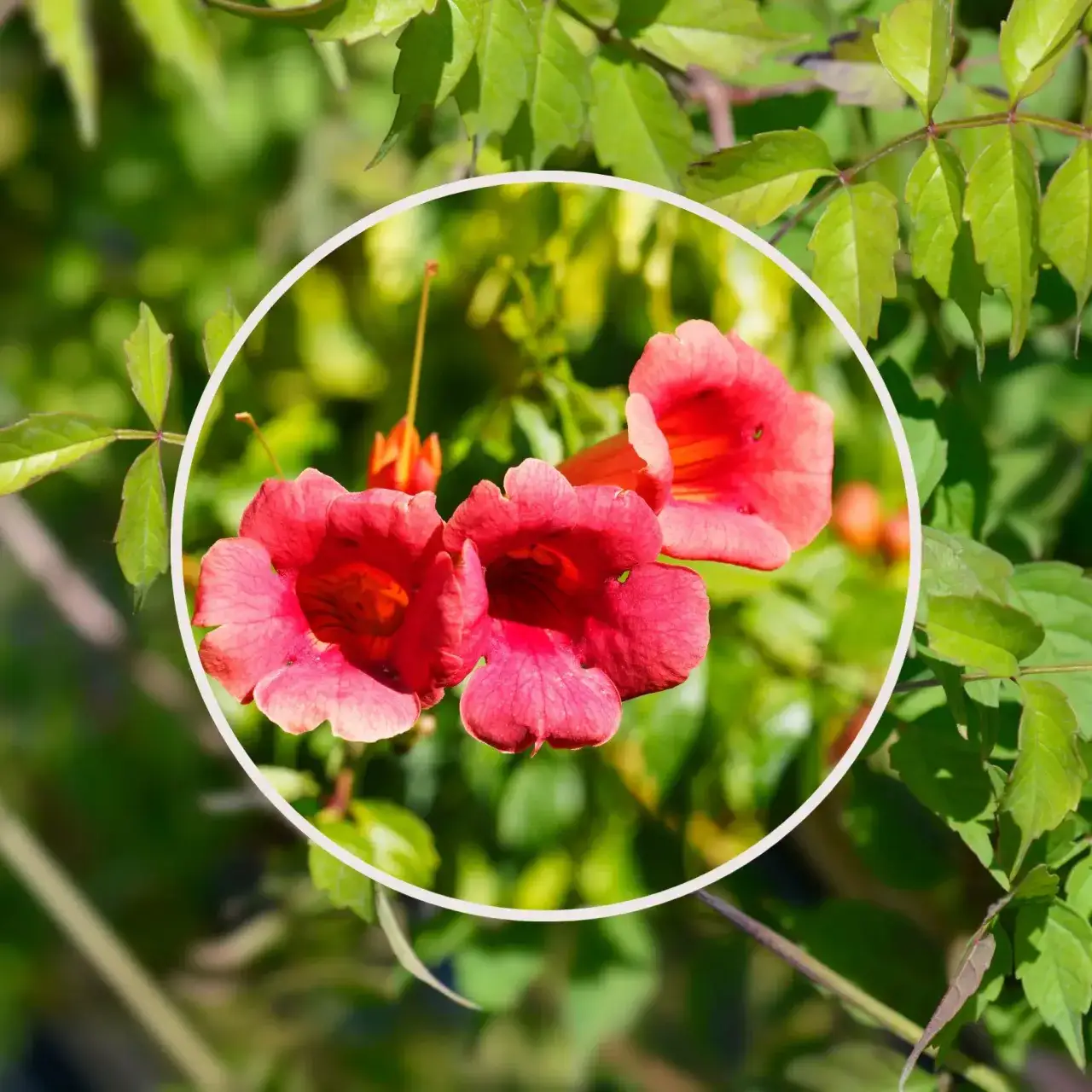 Zdjęcie Dlaczego milin nie kwitnie? Odkryj przyczyny i rozwiązania
