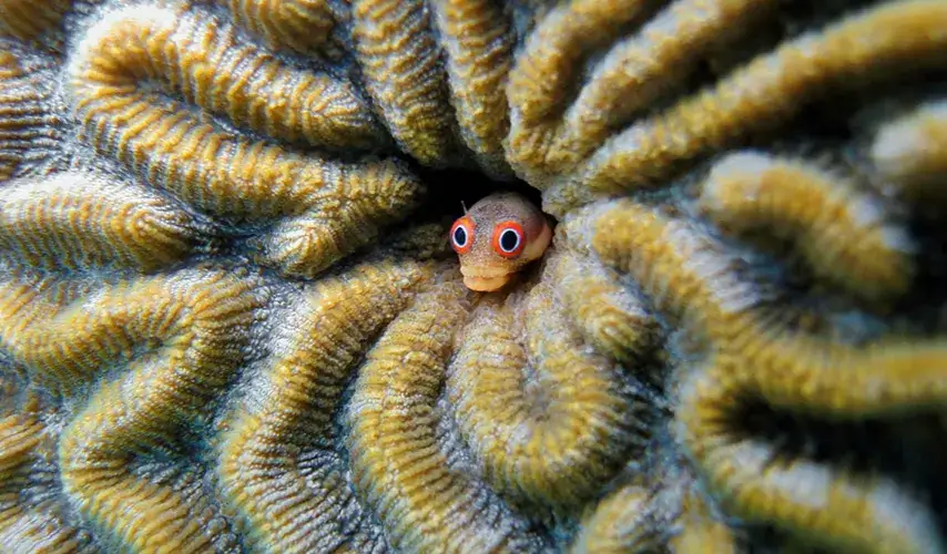 Zdjęcie Jak zrobić kryjówki dla rybek - proste sposoby na bezpieczne schronienia