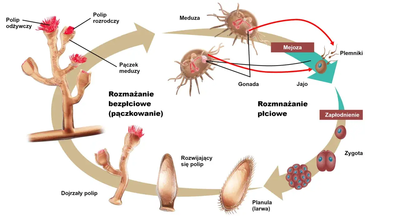 Zdjęcie Jak rozmnażają się małże? Odkryj fascynujące metody ich rozmnażania