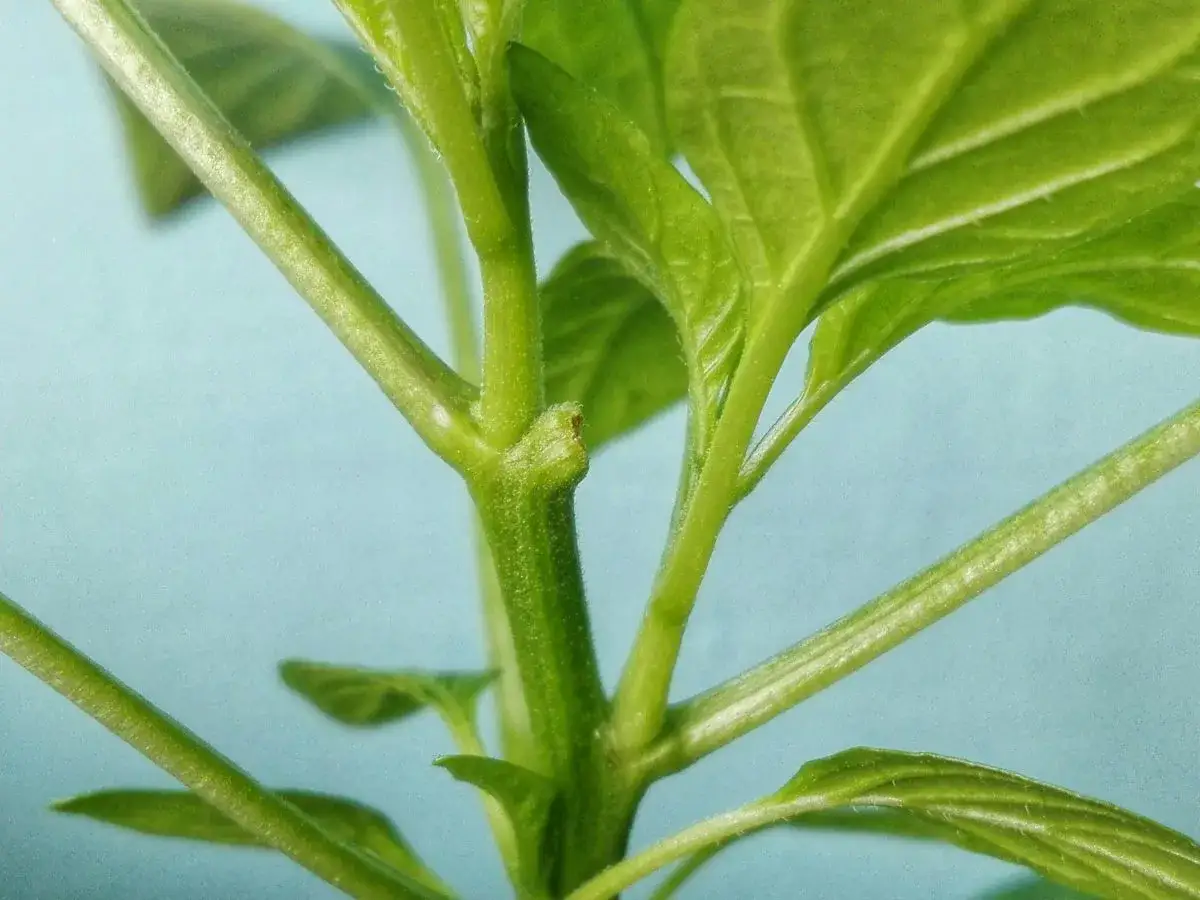 Zdjęcie Jak przycinać paprykę, by zwiększyć plony i jakość owoców