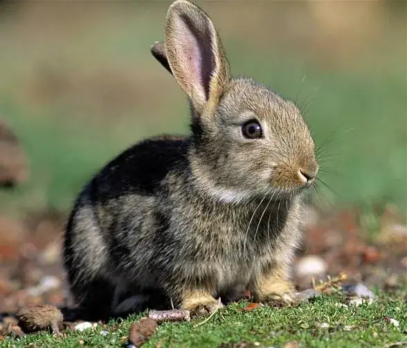 Zdjęcie Czym się żywi zając? Odkryj jego ulubione rośliny i pokarmy