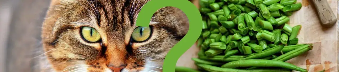 Zdjęcie Czy koty mogą jeść groszek? Zaskakujące fakty o diecie kotów