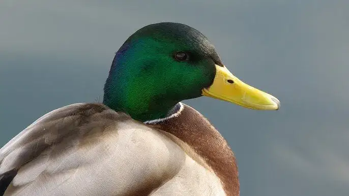 Zdjęcie Czym się żywią dzikie kaczki? Odkryj ich zaskakującą dietę